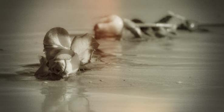 Flores en la playa