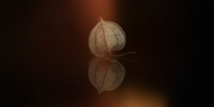 Hoja tóxica